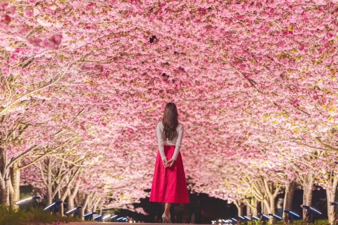 🌸 오카야마 시 한다야마 식물원 (岡山市半田山植物園) 이미지 9